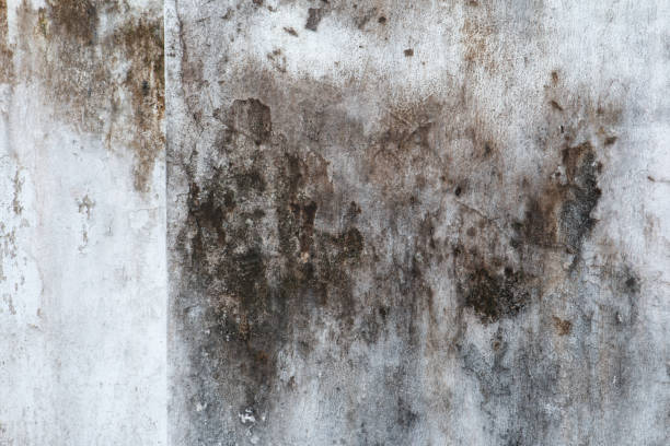 Mold Remediation for Vacation Homes in South Valley Stream, NY